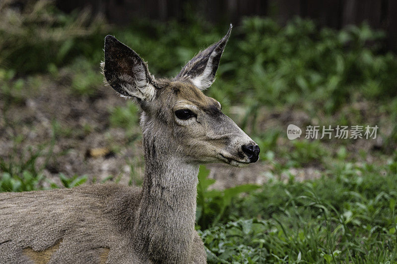 骡鹿(Odocoileus hemionus)是一种原产于北美西部的鹿;它的耳朵像骡子的耳朵一样大，因此得名。黄石国家公园，怀俄明州。动物的特写。